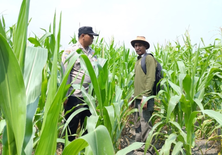 Semangat Bhabinkamtibmas dan Petani Kandis, Kekuatan Swasembada Pangan