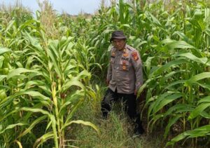 Jaga Negeri, Jaga Pangan! Polsek Kandis Kawal Lahan Produktif hingga Panen Oplus_16908288