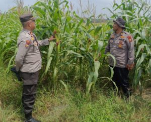 Dari Tangan Petani, untuk Masa Depan Negeri: Polsek Kandis Perkuat Ketahanan Pangan Oplus_16908288