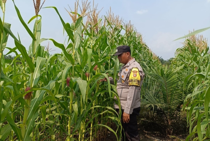 Bhabinkamtibmas Polsek Kandis Kawal Tanaman Jagung, Ketahanan Pangan Dimulai dari Lahan Petani