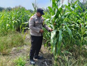 Bhabinkamtibmas Polsek Kandis Kawal Ketahanan Pangan, Jagung Jambai Makmur Jadi Harapan Swasembada Oplus_16908288