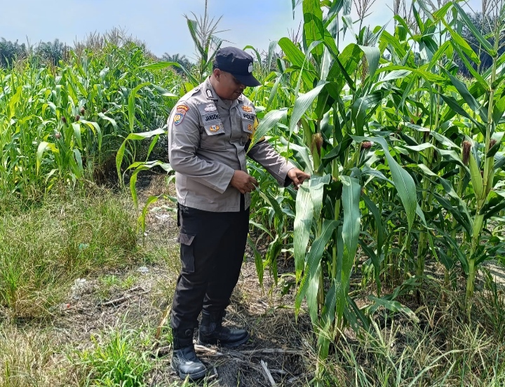 Bhabinkamtibmas Polsek Kandis Kawal Ketahanan Pangan, Jagung Jambai Makmur Jadi Harapan Swasembada