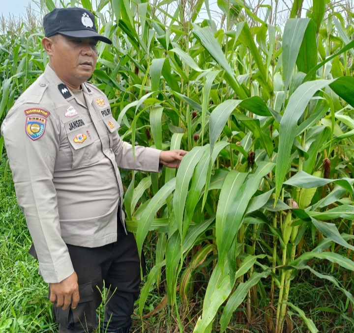 Bukan Sekadar Menanam, Polsek Kandis Hadir Dampingi Petani untuk Ketahanan Pangan yang Melimpah