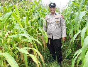 Polisi Turun ke Ladang, Ketahanan Pangan di Kandis Digenjot Oplus_16908288