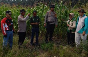 Kawal Ketahanan Pangan, Polsek Kandis Dampingi Petani Jagung Oplus_16908288