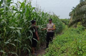 Kapolsek Kandis Apresiasi Kolaborasi Bhabinkamtibmas dan Petani, Perkuat Ketahanan Pangan Oplus_16908288