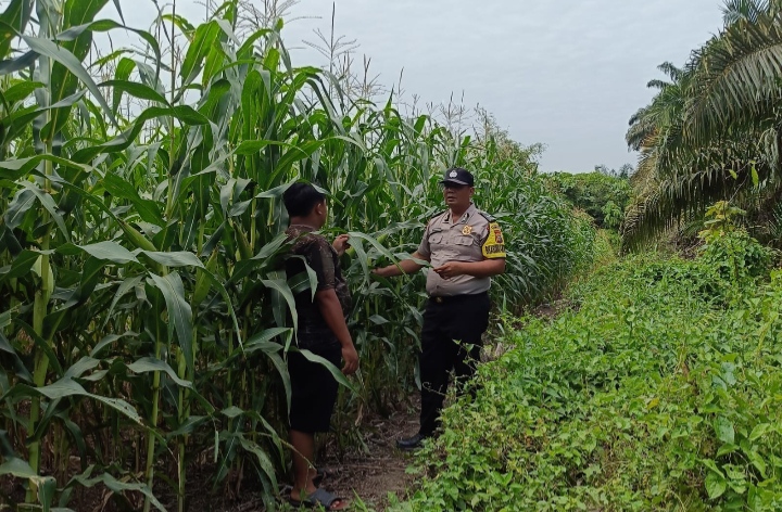 Kapolsek Kandis Apresiasi Kolaborasi Bhabinkamtibmas dan Petani, Perkuat Ketahanan Pangan