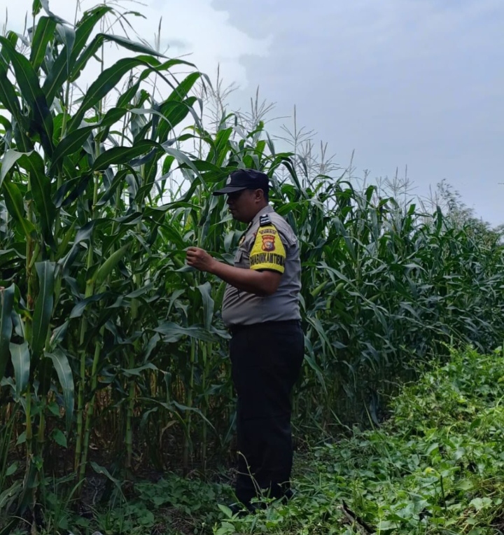 Polsek Kandis Kawal Ketahanan Pangan, Polisi Turun Langsung ke Tengah Lahan Jagung
