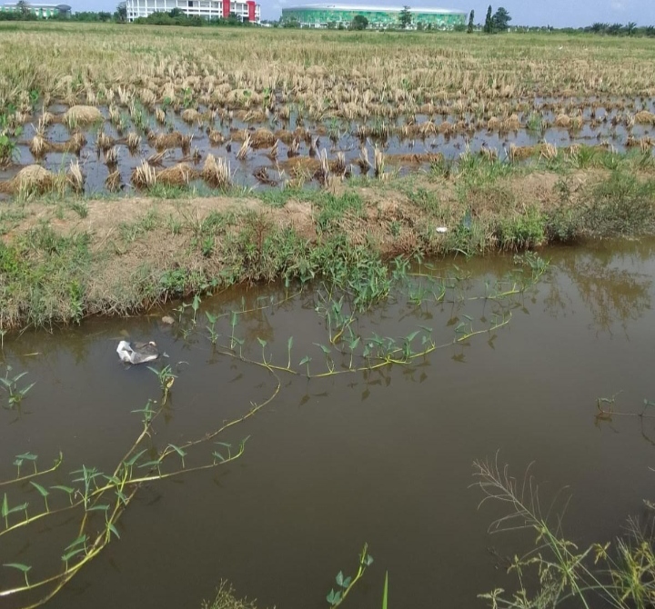 Diduga Mengaku Punya Mandat Dispora Provinsi Sumut, Seorang Wanita Usir Petani dari Lahan Sawah di Batang Kuis