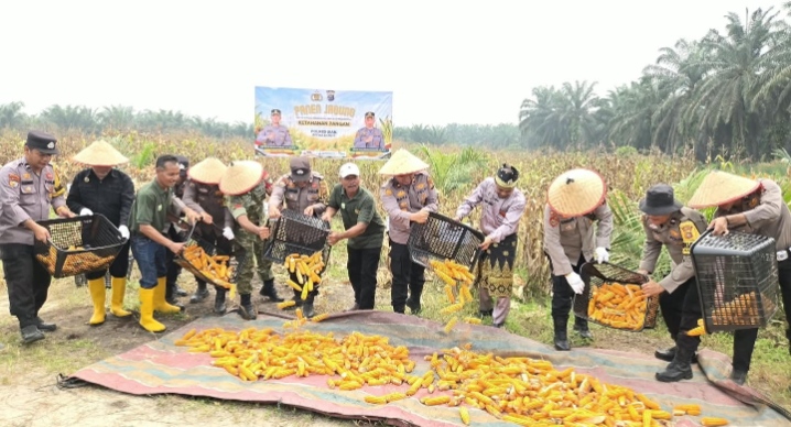 Polres Siak Perkuat Ketahanan Pangan, Polsek Kandis Bersama Petani Sukses Panen Jagung