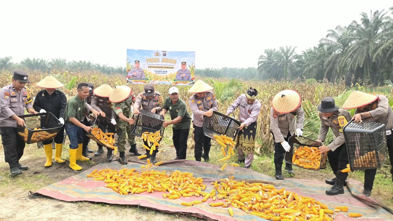 Polres Siak Perkuat Ketahanan Pangan, Polsek Kandis Bersama Petani Sukses Panen Jagung